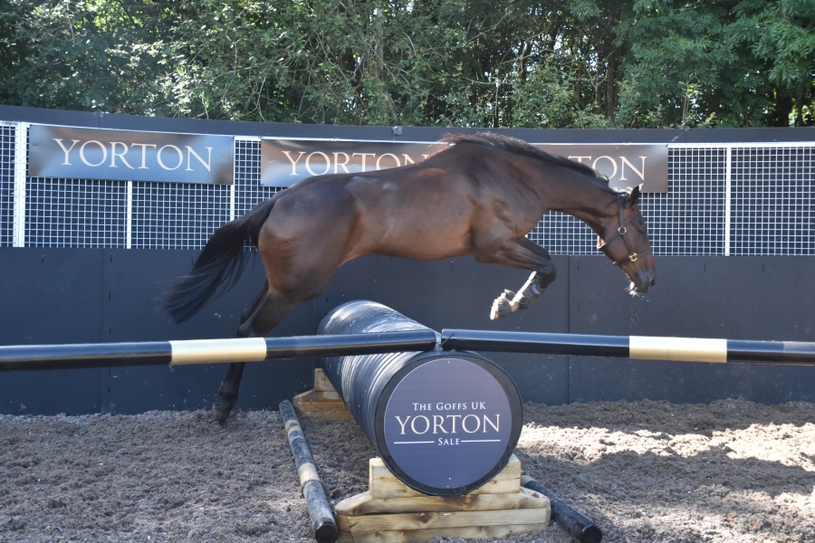 2yo G Seahenge ex Borea Bere