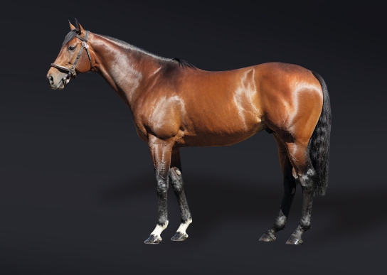 Highest-rated son of Frankel and sire of world champion Ace Impact. Exciting books still to run. To stand as a dual-purpose stallionCracksman