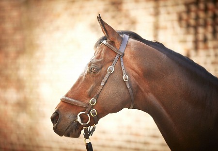 Gentlewave, the sire of Easysland and standing at Yorton Stud