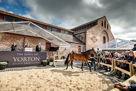 GUK Yorton Sale Sneak Peek 133