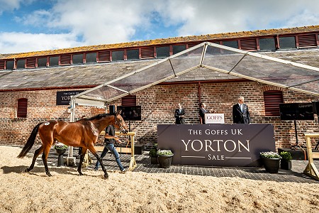 GUK Yorton Sale Sneak Peek 135