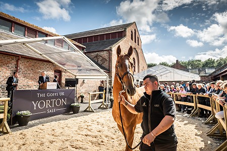 GUK Yorton Sale Sneak Peek 149