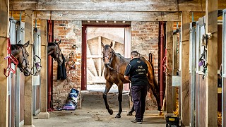 Off and Running -  Domestic and international buyer interest contributed to a memorable first edition of the Goffs UK Yorton Sale