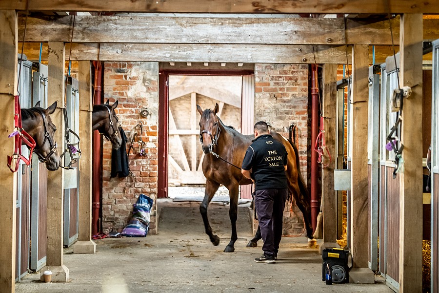 Off and Running -  Domestic and international buyer interest contributed to a memorable first edition of the Goffs UK Yorton Sale