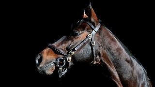 2020 Yorton stallion fees announced