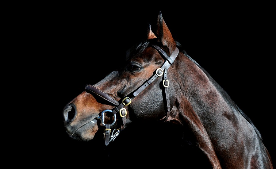 2020 Yorton stallion fees announced