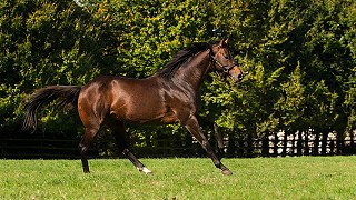 Masterstroke joins Yorton Farm Stud roster