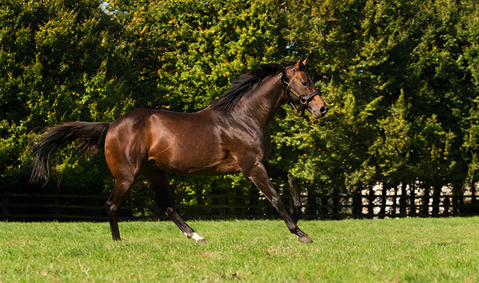 Masterstroke joins Yorton Farm Stud roster