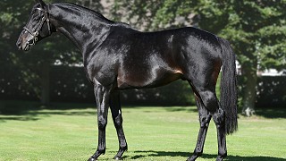 Scalo to stand at Yorton Farm Stud