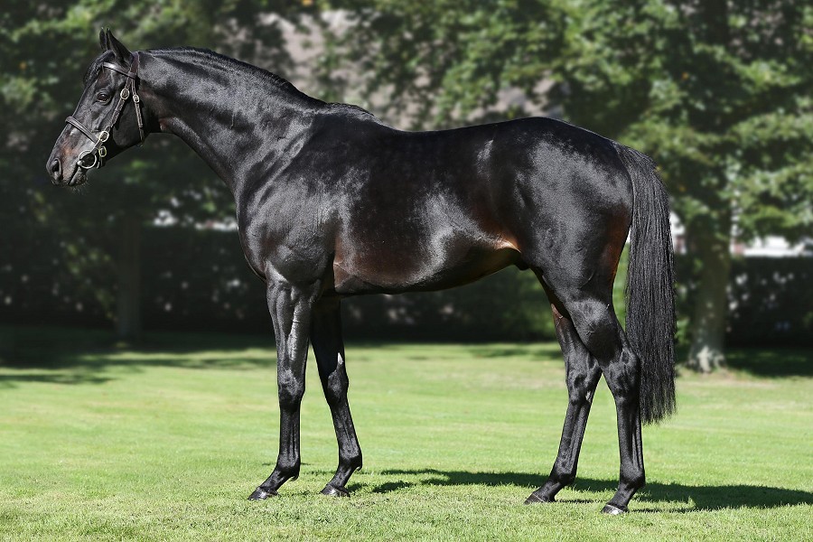 Scalo to stand at Yorton Farm Stud